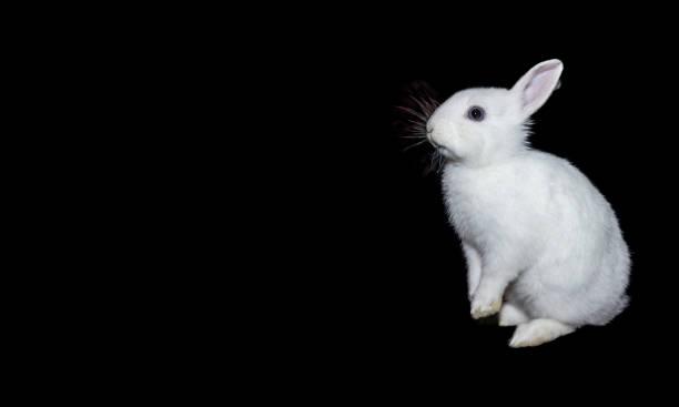 white_rabbit